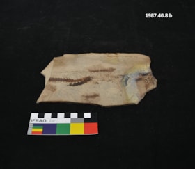 Eohidon fossil. (Images are provided for educational and research purposes only. Other use requires permission, please contact the Museum.) thumbnail