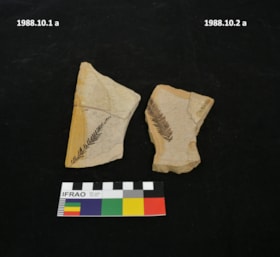 Sequoia/Bibionidae fossil. (Images are provided for educational and research purposes only. Other use requires permission, please contact the Museum.) thumbnail