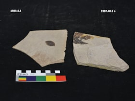 Thuja fossil. (Images are provided for educational and research purposes only. Other use requires permission, please contact the Museum.) thumbnail