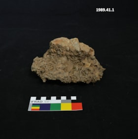 Conglomerate Fossil. (Images are provided for educational and research purposes only. Other use requires permission, please contact the Museum.) thumbnail
