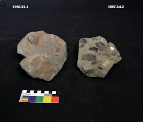 Trigonia fossil. (Images are provided for educational and research purposes only. Other use requires permission, please contact the Museum.) thumbnail