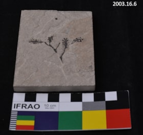 Fossil. (Images are provided for educational and research purposes only. Other use requires permission, please contact the Museum.) thumbnail
